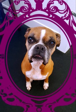 happy hound dog resorts