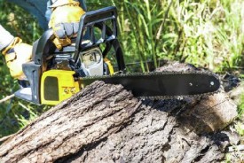 The BEST Price Tree & Stump Removal